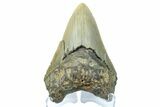 Serrated, Fossil Megalodon Tooth - North Carolina #165429-2